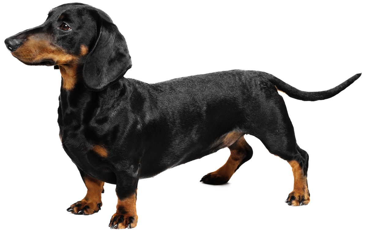 File 23020 dachshund-dog-breed.jpg
