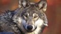 Greywolf.jpg